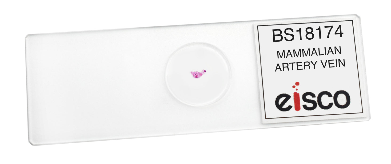Artery & Vein - Prepared Microscope Slide - 75x25mm