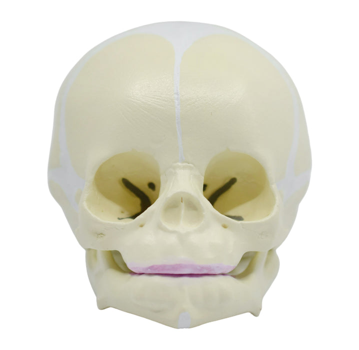 Infant Skull, Human Anatomical Model - Articulated Mandible