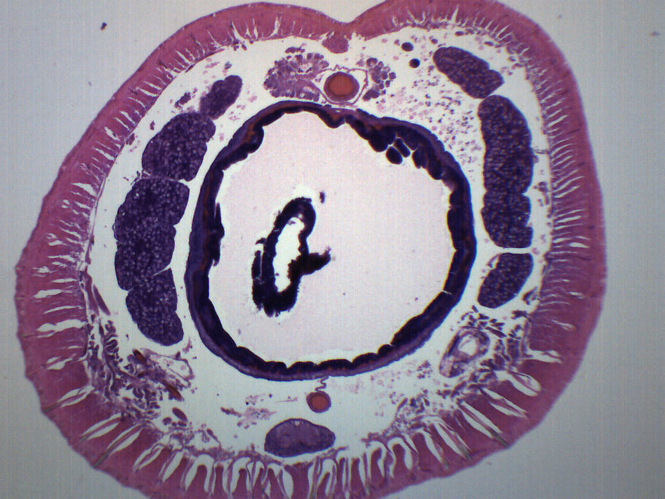 Earthworm Setae - Prepared Microscope Slide - 75x25mm