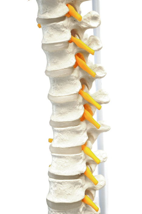 Human Spine Model, Flexible - 31.5" Height - Includes Mount