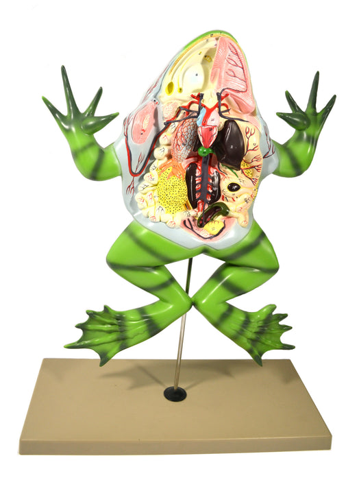 Bull Frog Model, 22 Inch - Mounted