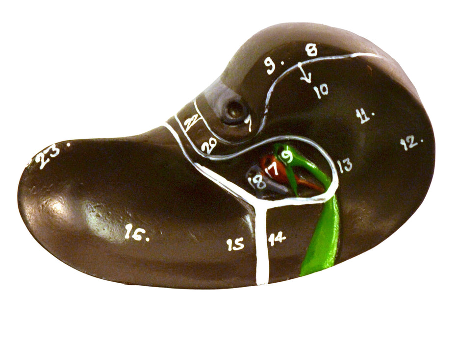 Miniature Human Torso Model (Sexless), 19" Tall - 12 Parts - Compact for Individual Desktop Study