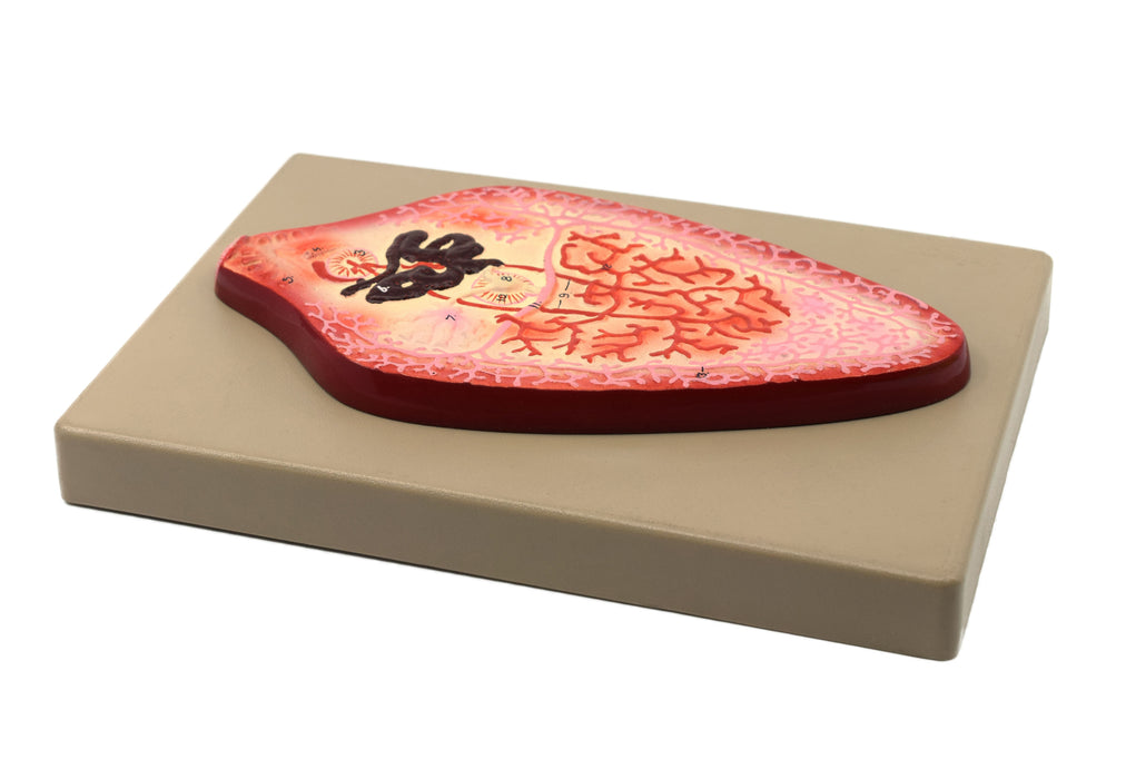 Liver Fluke Worm Model, 10"x7" - Numbered Structures - Hand Painted
