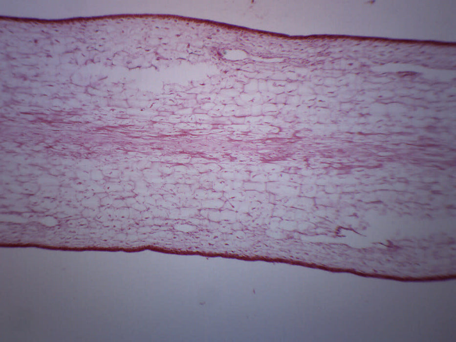 Laminaria - Cross Section - Prepared Microscope Slide - 75x25mm