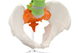 color coded lumbar vertebrae coccyx pelvis