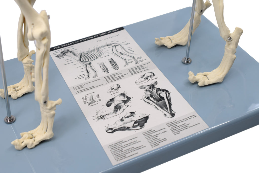 Adult Dog Skeletal System, Anatomical Model, 12" Tall